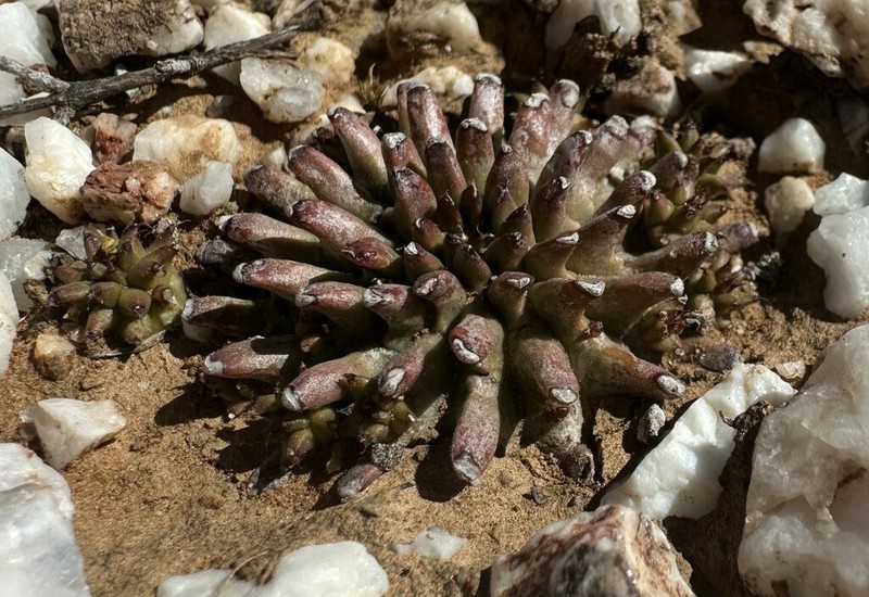 Euphorbia susannae photo 5