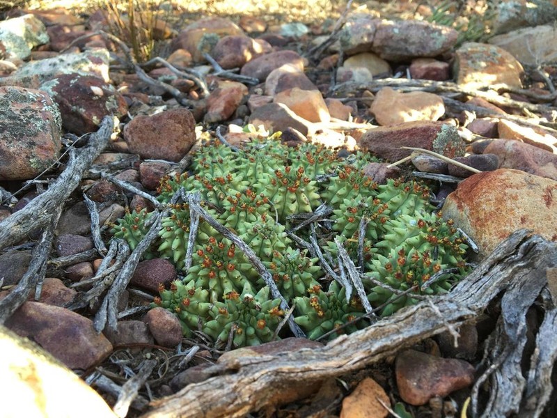Euphorbia susannae photo 6