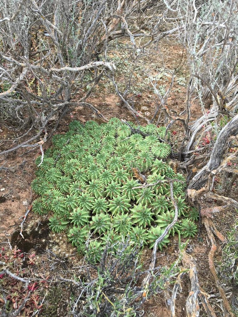 Euphorbia susannae photo 7