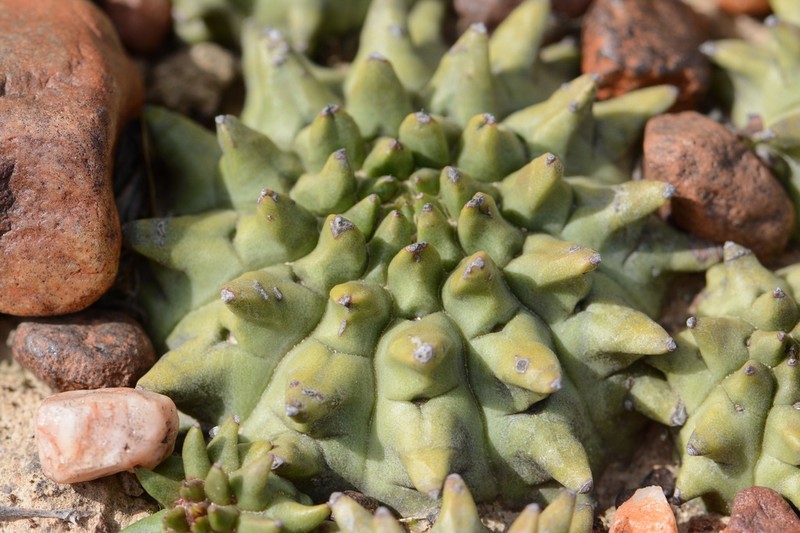 Euphorbia susannae photo 8