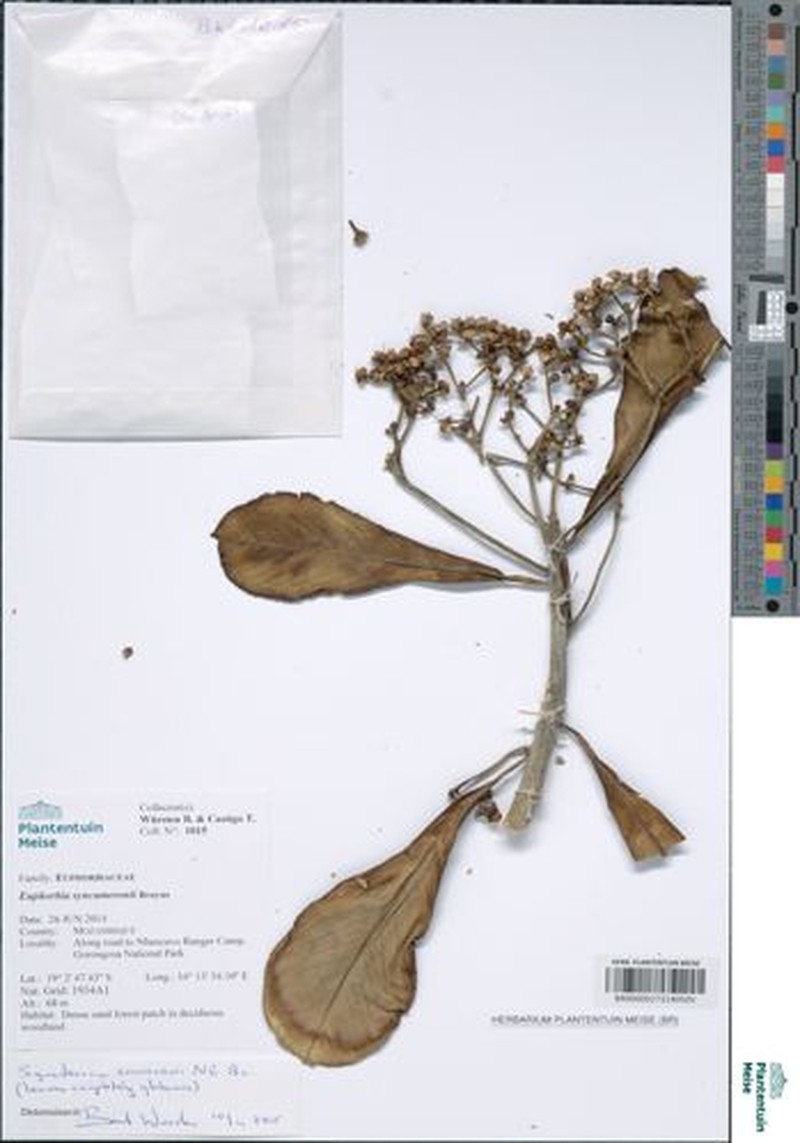 Euphorbia syncameronii