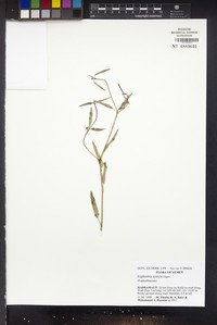 Euphorbia systyla