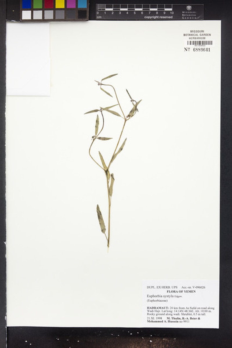 Euphorbia systyla
