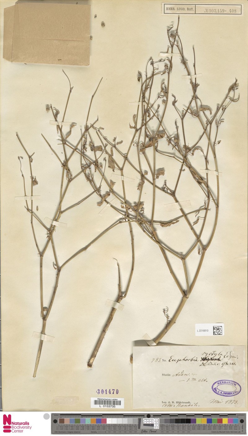 Euphorbia systyla photo 4