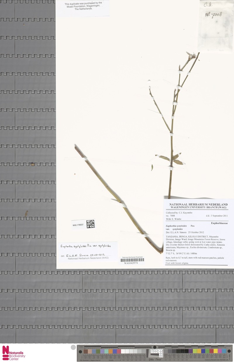 Euphorbia systyloides