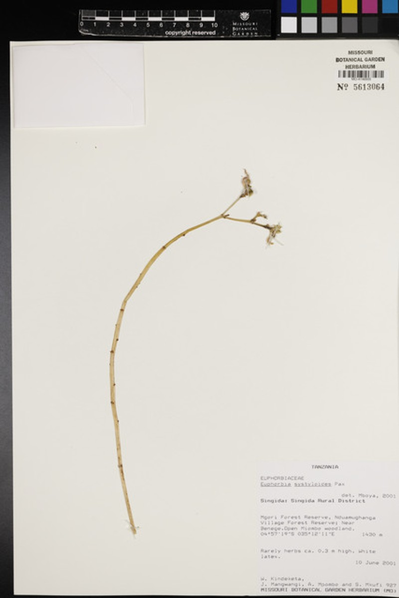 Euphorbia systyloides photo 2