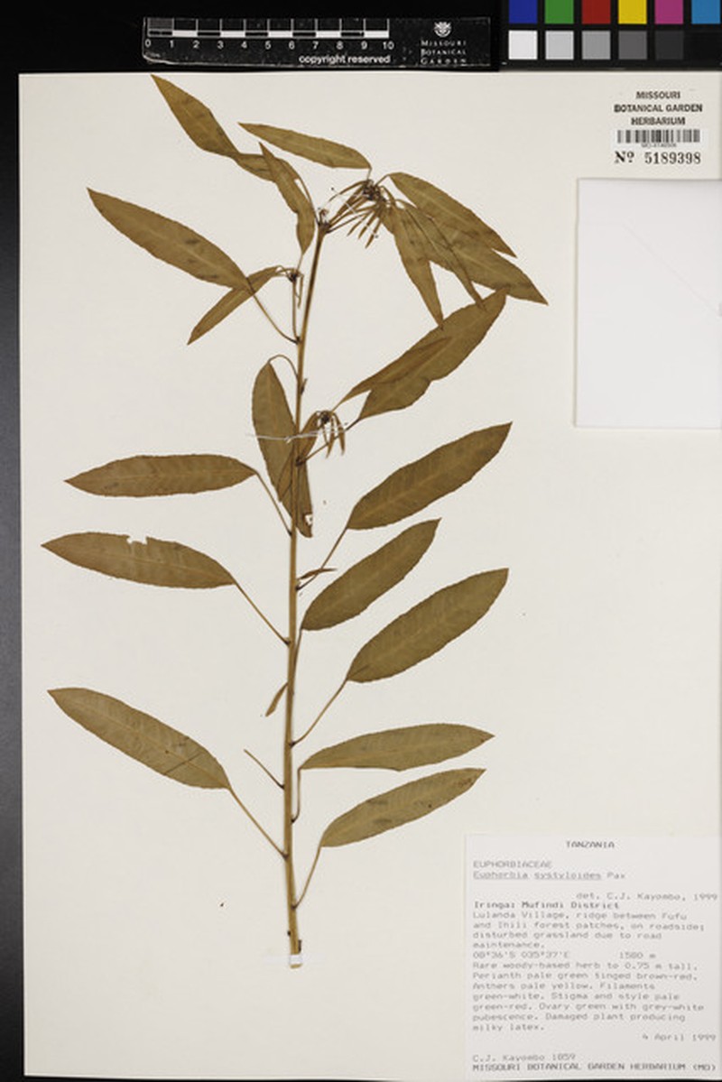 Euphorbia systyloides photo 3