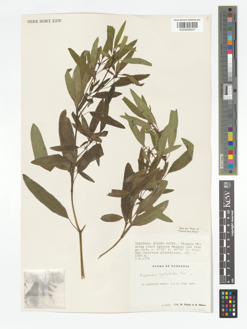 Euphorbia systyloides photo 5