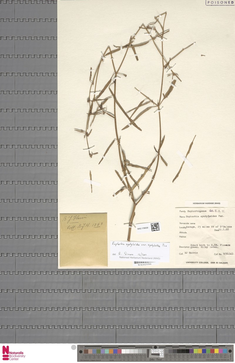 Euphorbia systyloides photo 7