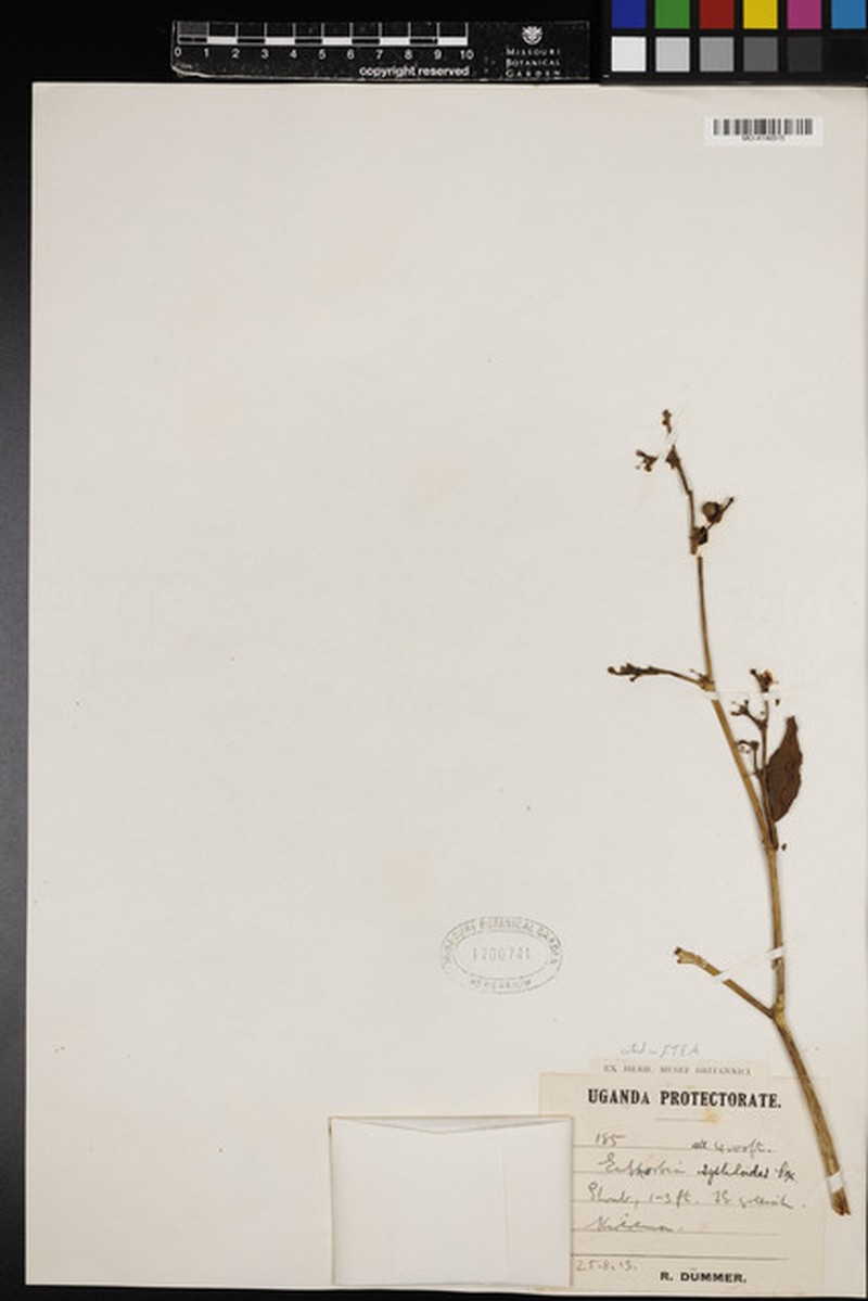 Euphorbia systyloides photo 8