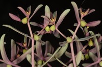 Euphorbia szovitsii