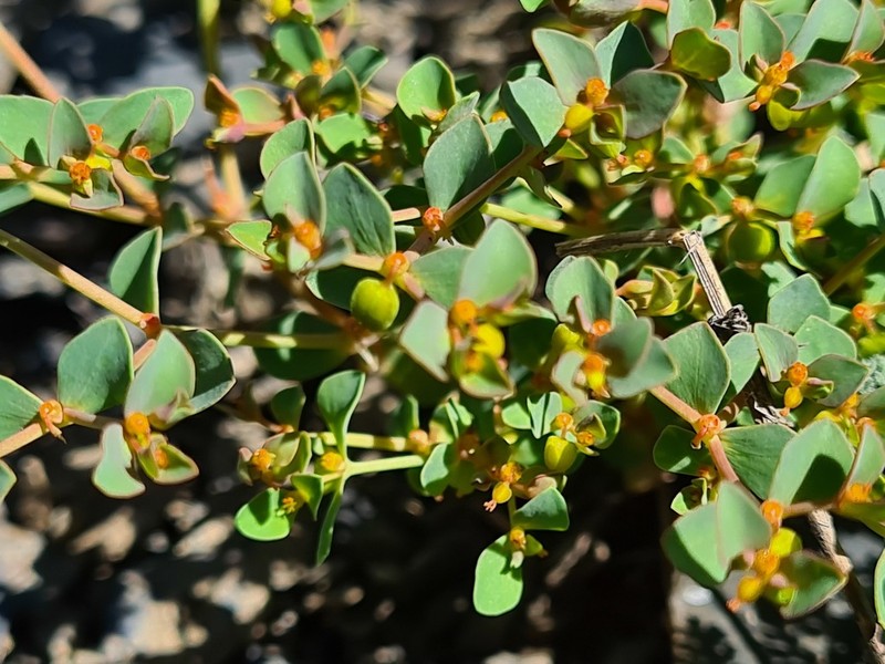 Euphorbia szovitsii photo 2
