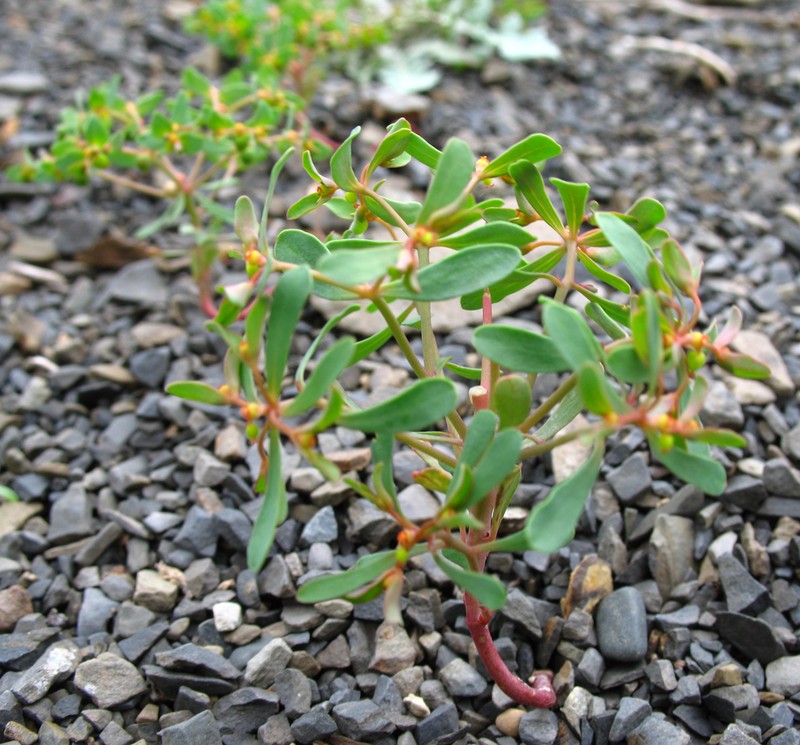 Euphorbia szovitsii photo 3