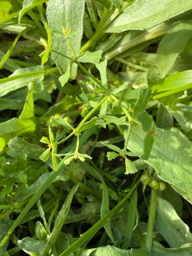 Euphorbia szovitsii photo 4