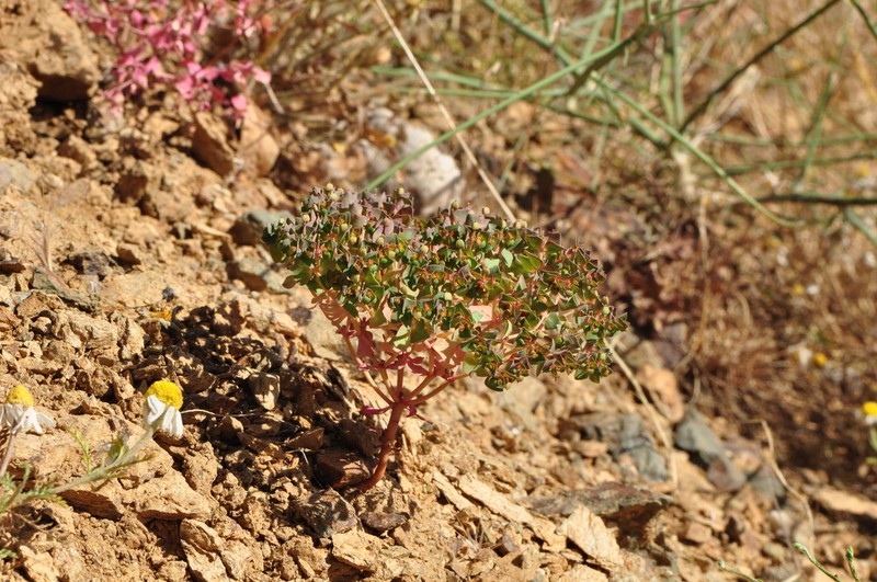 Euphorbia szovitsii photo 5