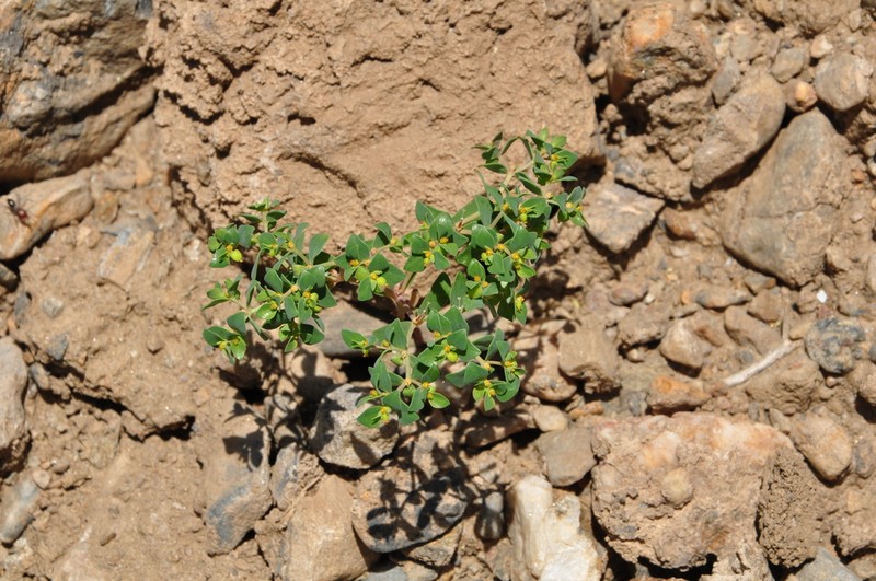 Euphorbia szovitsii photo 6