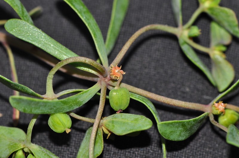 Euphorbia szovitsii photo 7