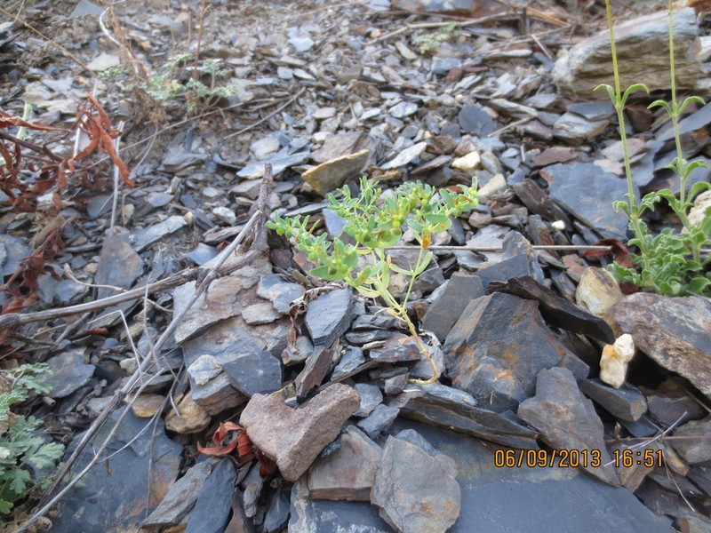 Euphorbia szovitsii photo 8