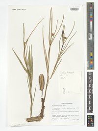 Euphorbia taboraensis