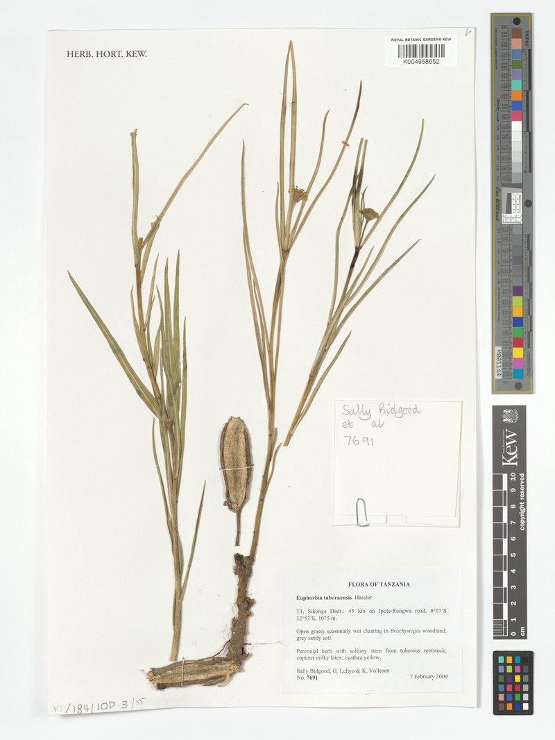 Euphorbia taboraensis