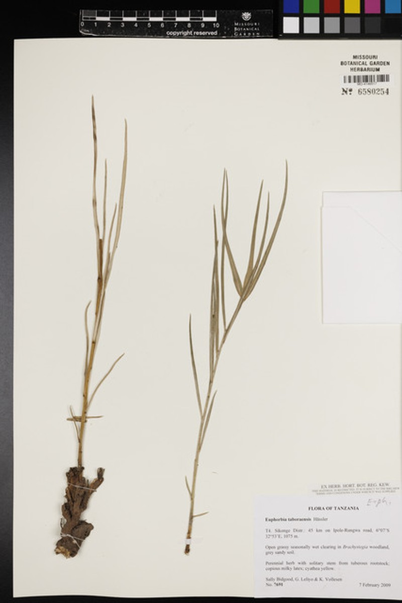 Euphorbia taboraensis photo 2