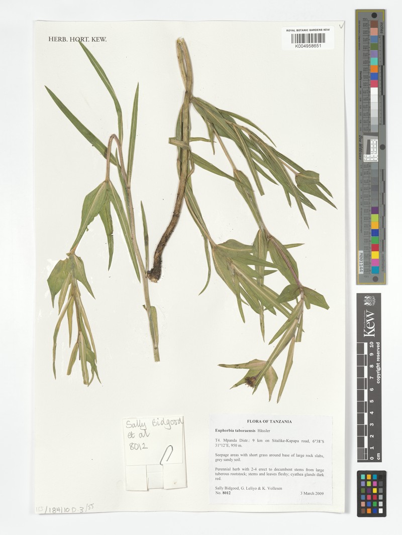 Euphorbia taboraensis photo 3