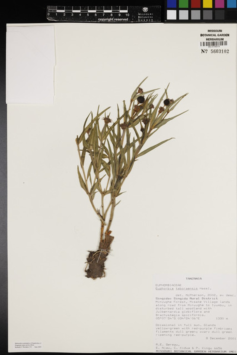 Euphorbia taboraensis photo 4
