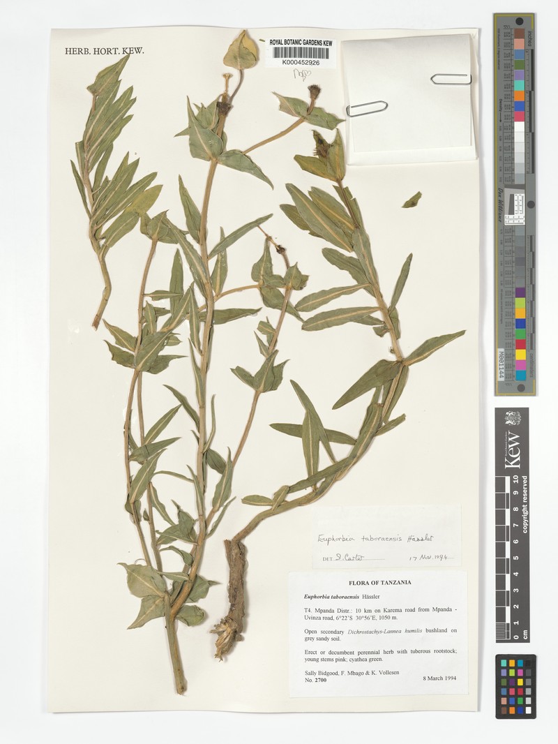 Euphorbia taboraensis photo 5