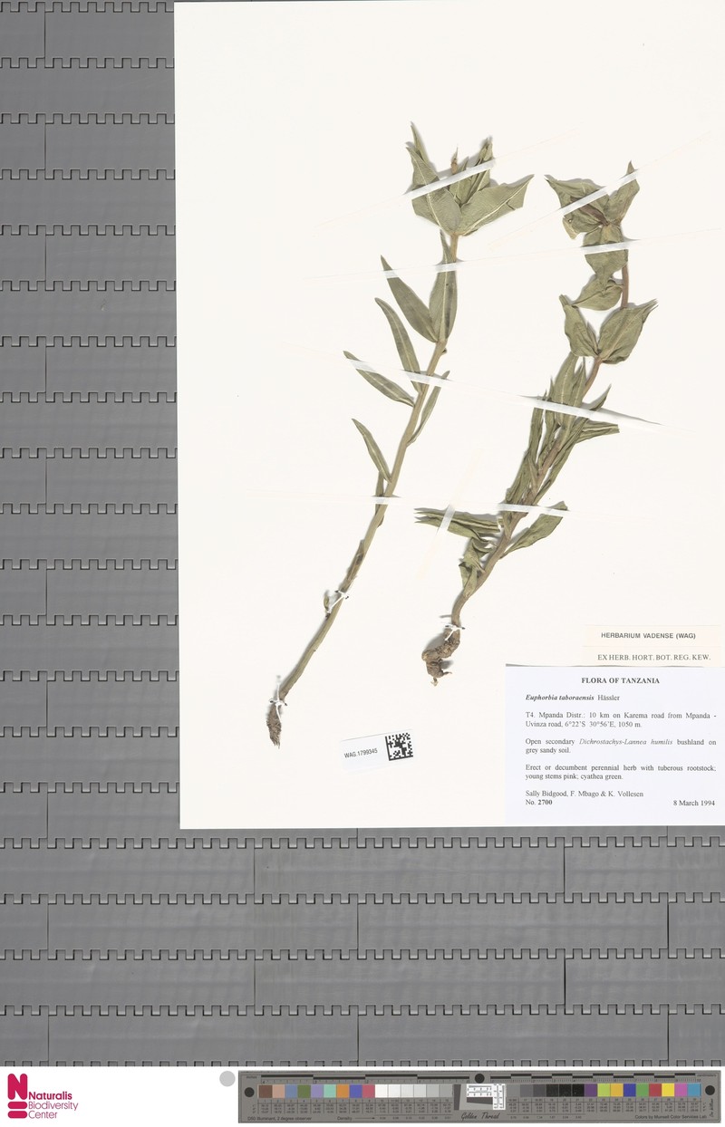 Euphorbia taboraensis photo 6