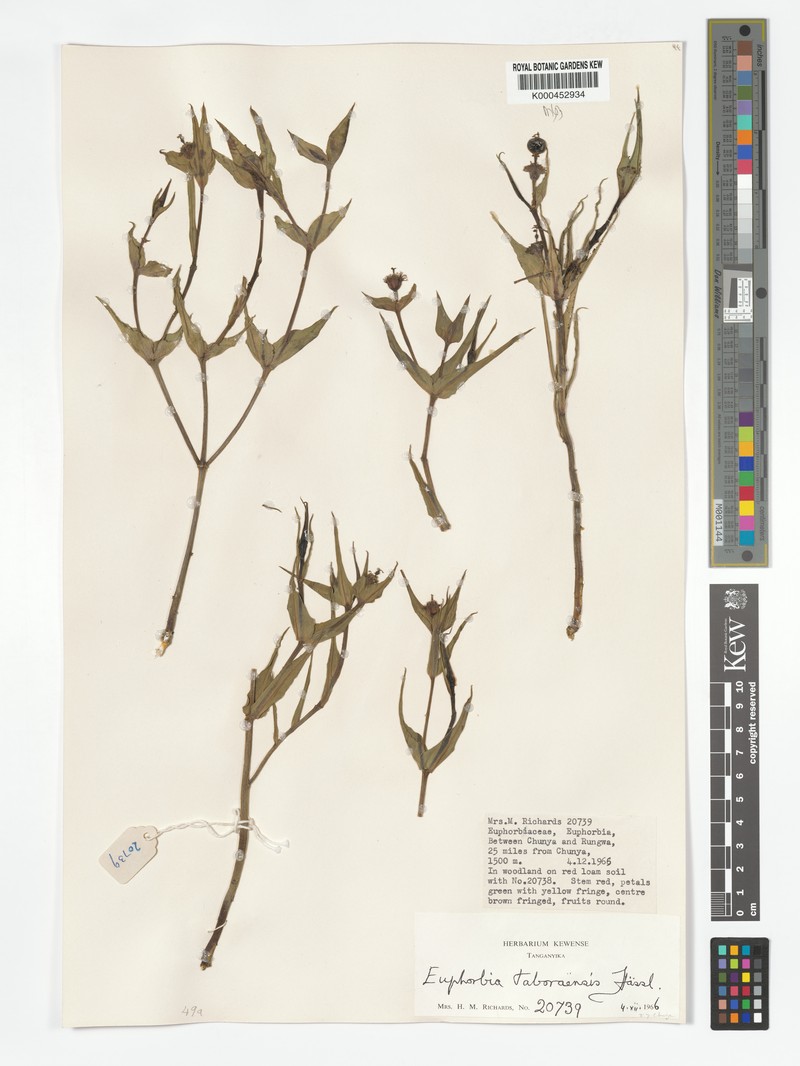 Euphorbia taboraensis photo 7