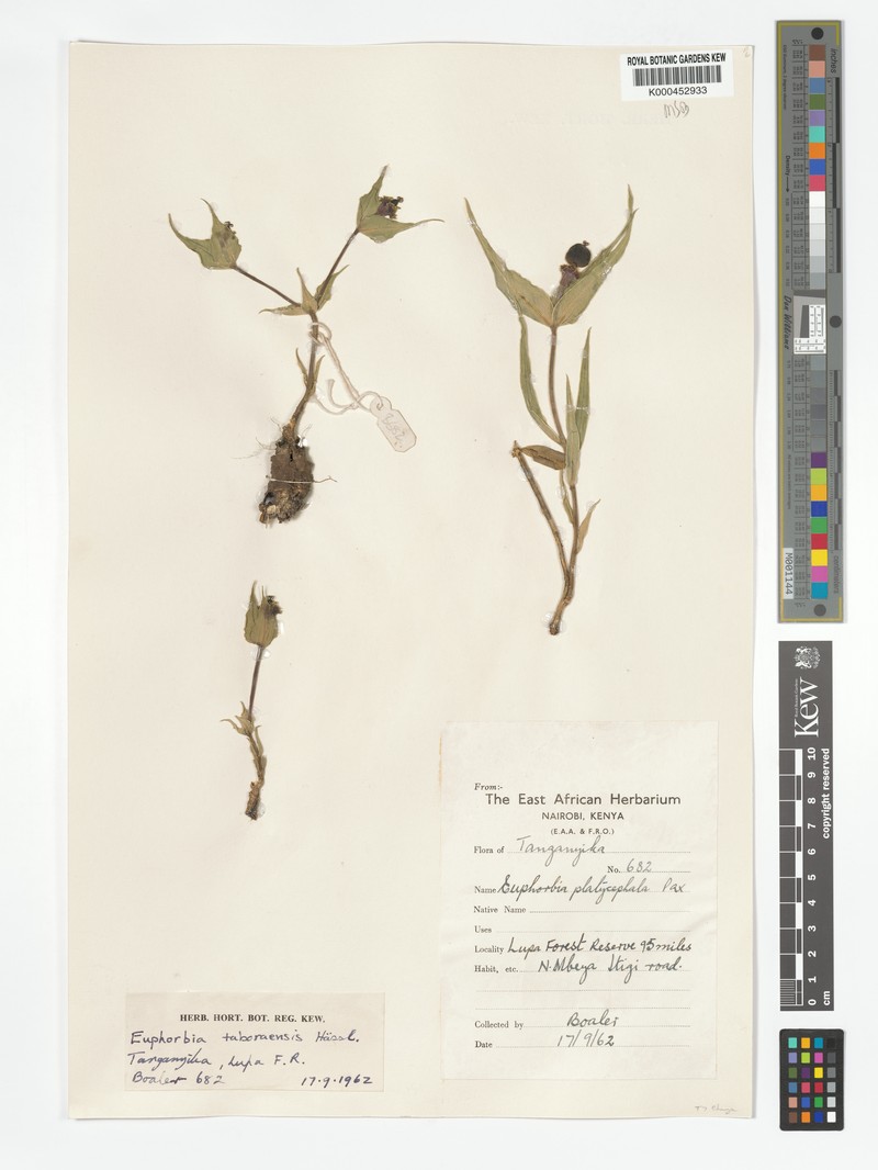 Euphorbia taboraensis photo 8
