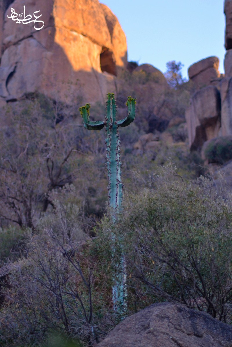 Euphorbia taifensis