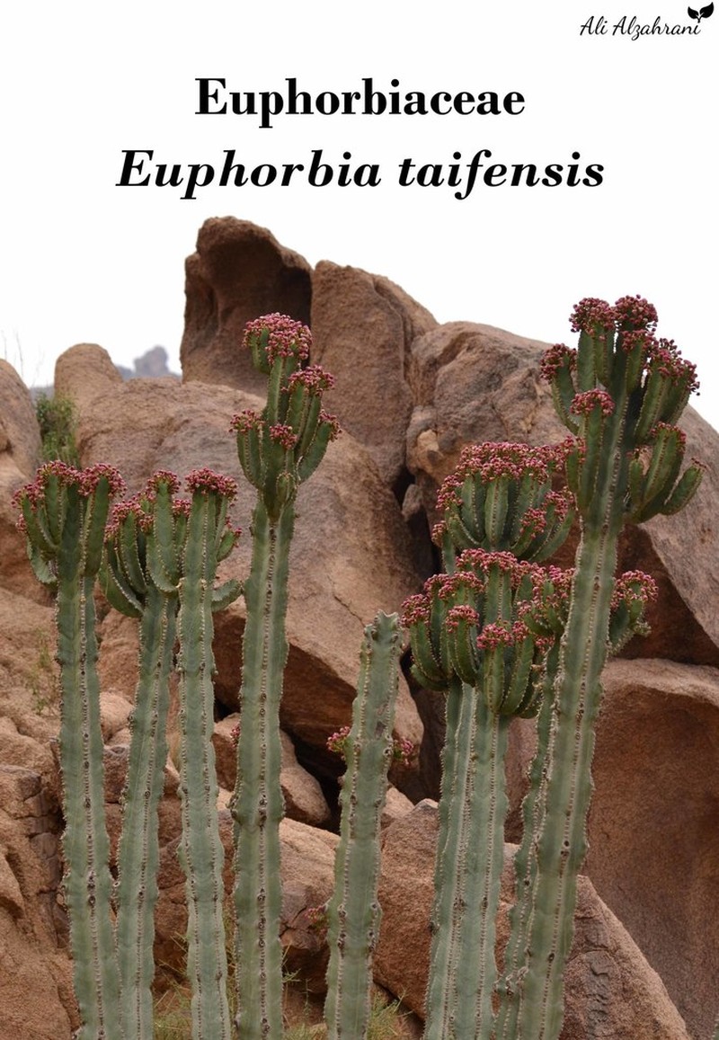 Euphorbia taifensis photo 2