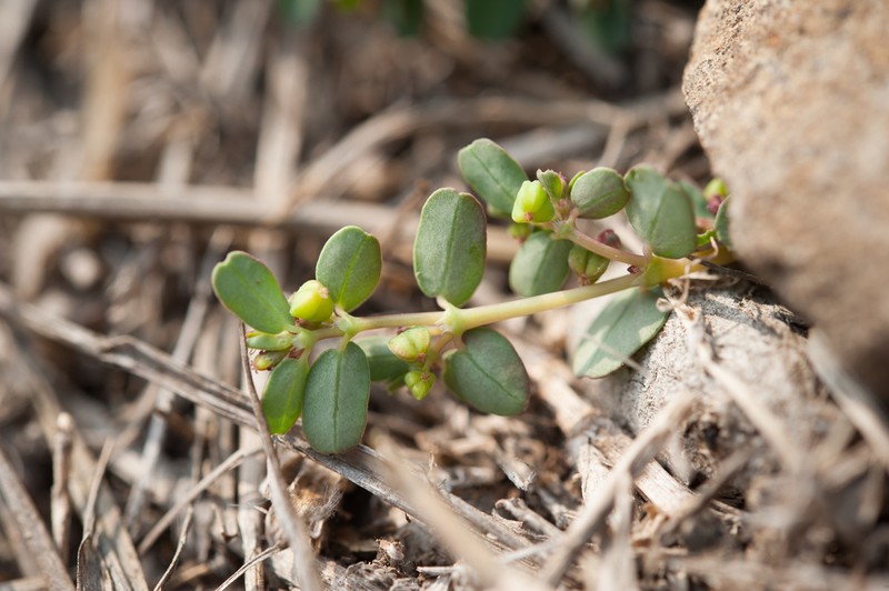 Euphorbia taihsiensis