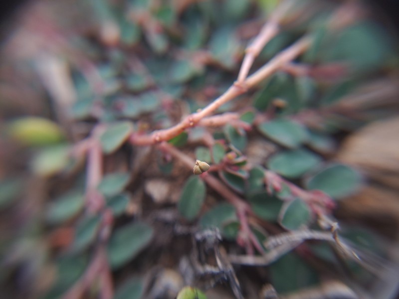 Euphorbia taihsiensis photo 2
