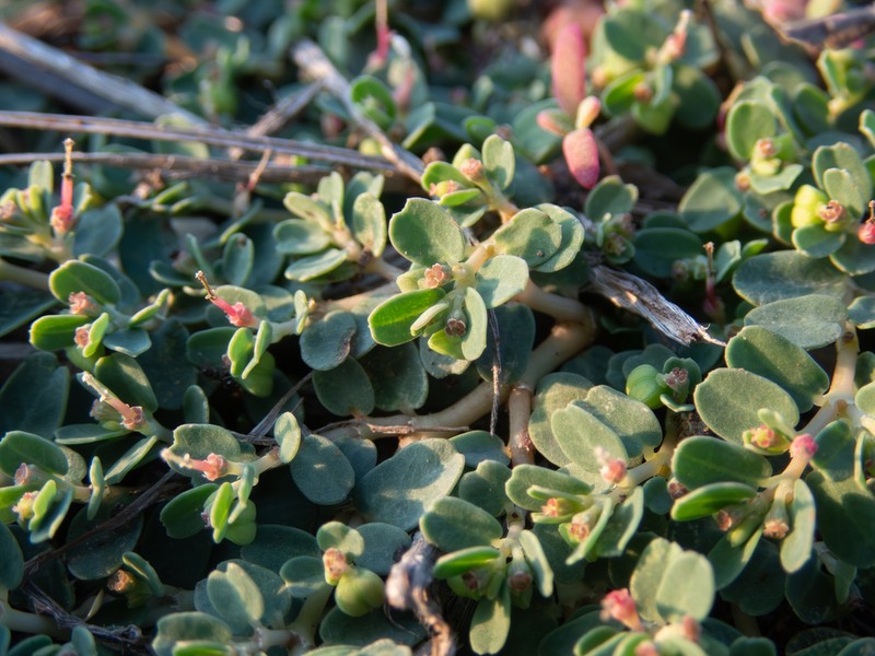 Euphorbia taihsiensis photo 3