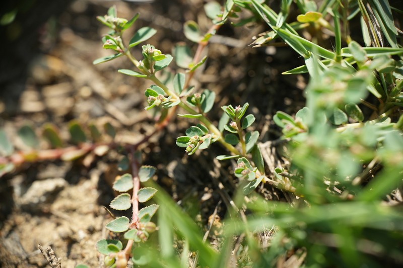 Euphorbia taihsiensis photo 4