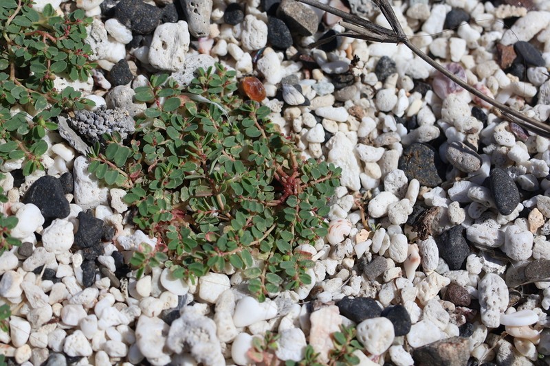 Euphorbia taihsiensis photo 5