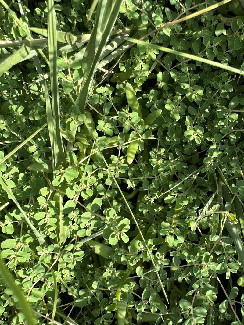 Euphorbia taihsiensis photo 6