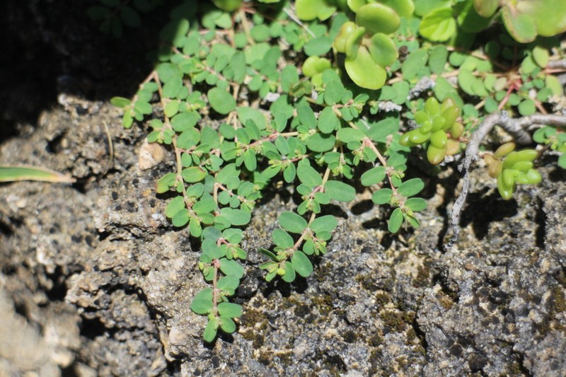 Euphorbia taihsiensis photo 7