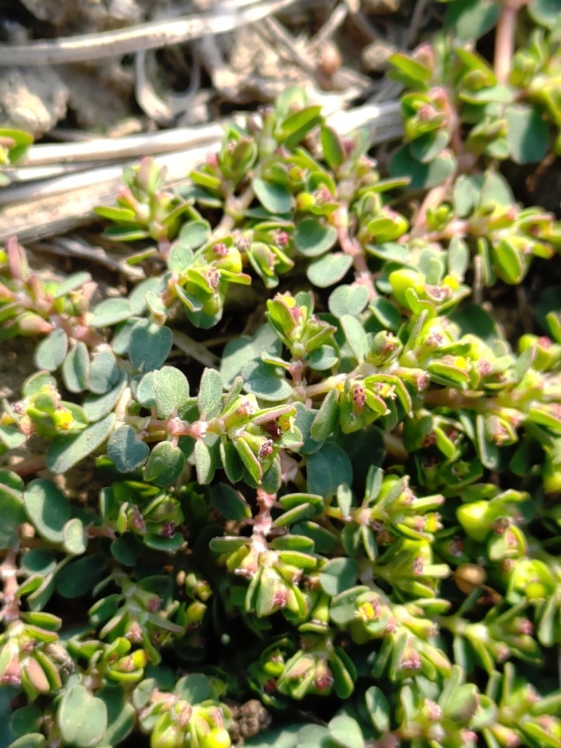 Euphorbia taihsiensis photo 8