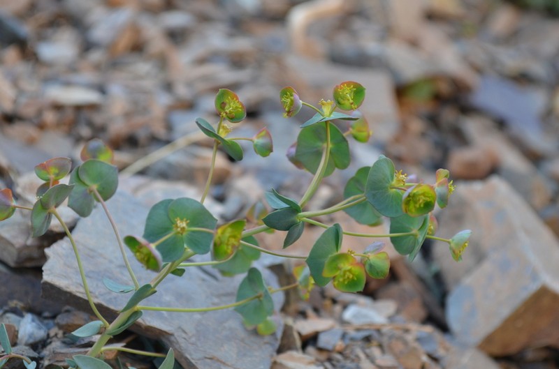 Euphorbia talassica