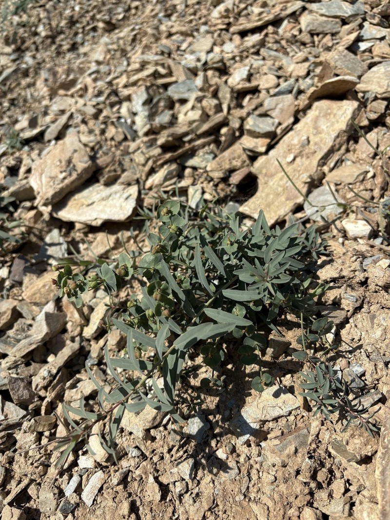 Euphorbia talassica photo 2