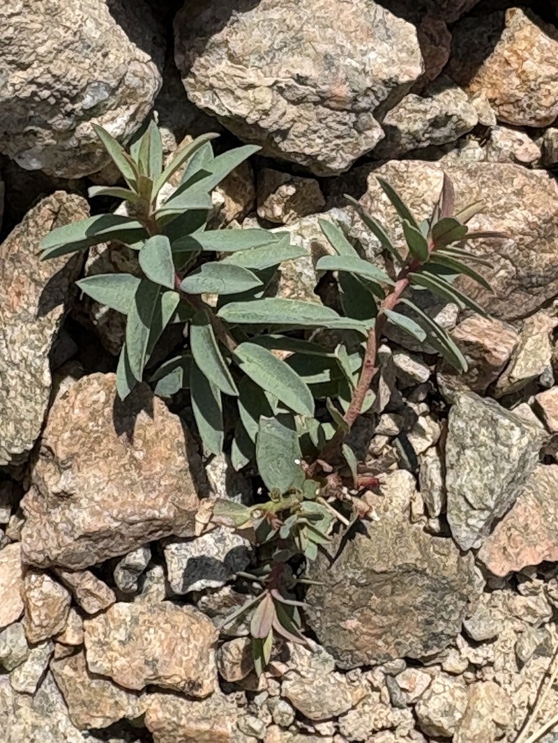 Euphorbia talassica photo 3
