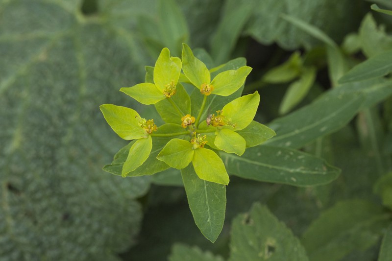 Euphorbia talastavica