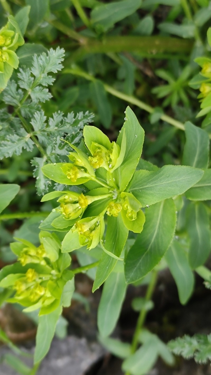 Euphorbia talastavica photo 2
