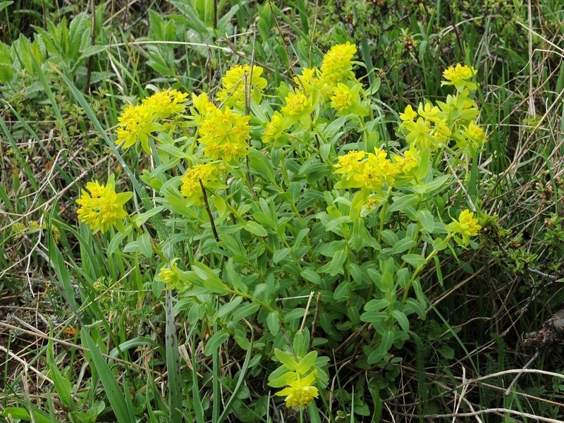 Euphorbia talastavica photo 3
