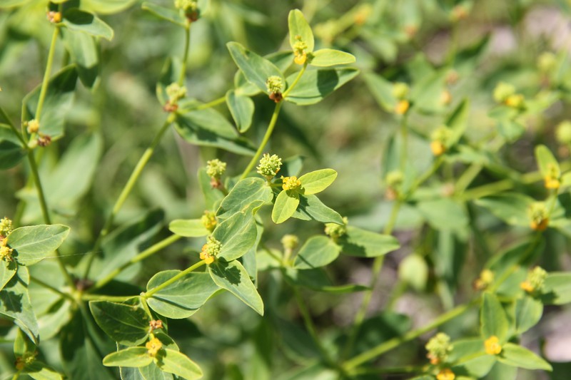 Euphorbia talastavica photo 5