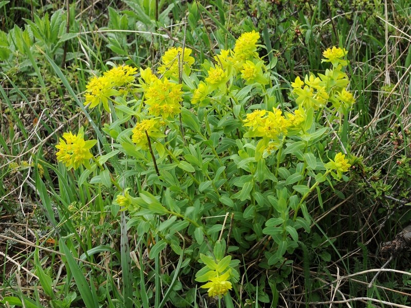 Euphorbia talastavica photo 6