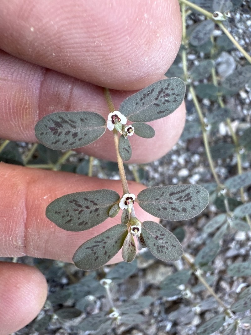 Euphorbia taluticola